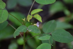 Oxalis barrelieri