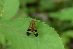Panorpa japonica
