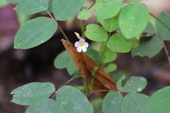 Oxalis barrelieri