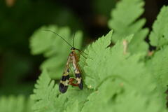 Panorpa japonica