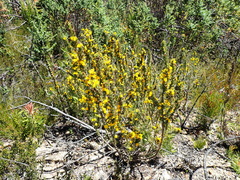 Aspalathus laricifolia