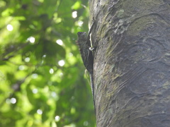 Gonocephalus bornensis