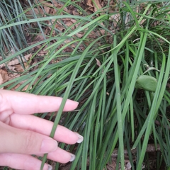 Ophiopogoneae