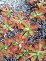 Drosera esterhuyseniae
