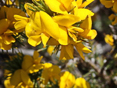 Aspalathus laricifolia