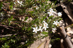 Leucopogon