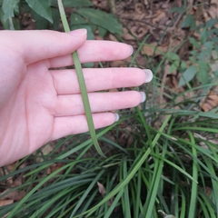 Ophiopogoneae