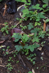 Oxalis barrelieri