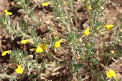Ajuga chamaepitys