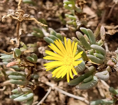 Malephora lutea
