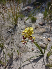 Tritoniopsis parviflora