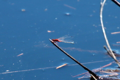 Xanthagrion erythroneurum