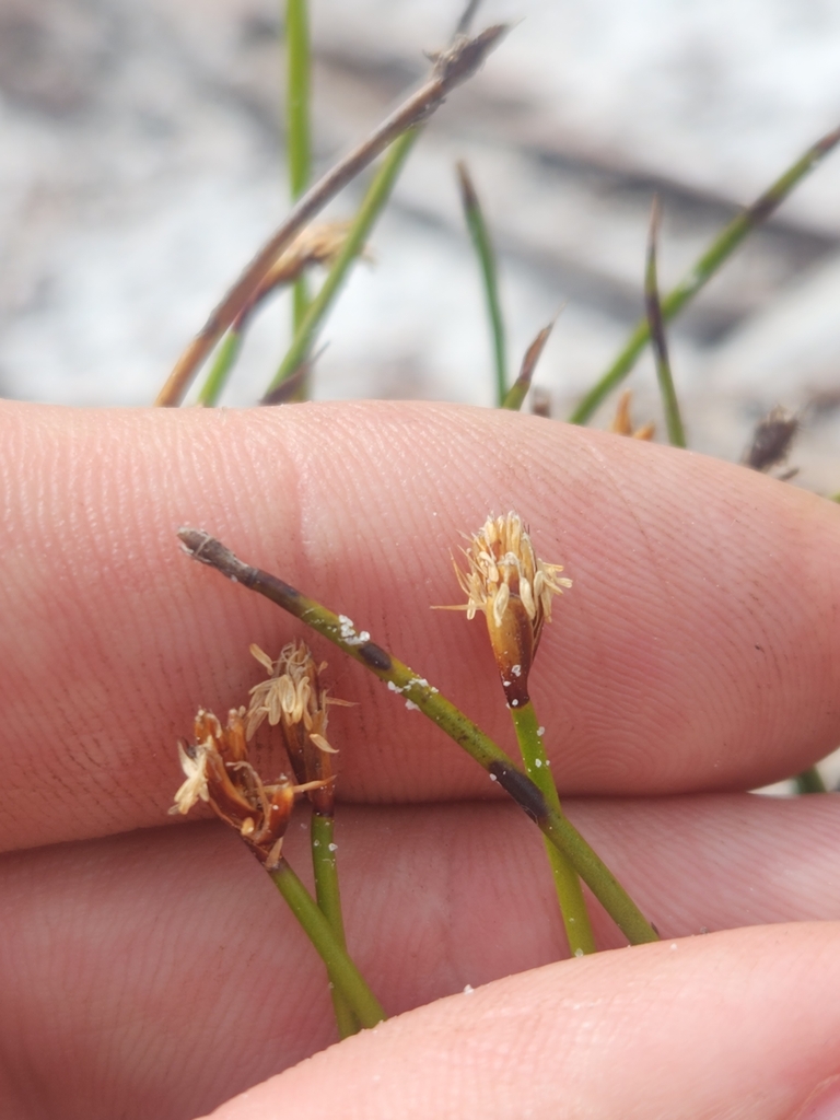 Coleocarya