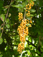 Duranta erecta