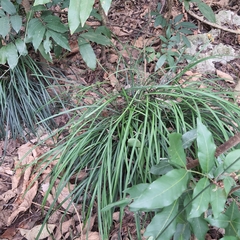 Ophiopogoneae
