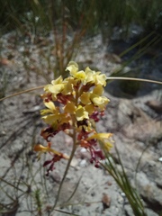 Tritoniopsis parviflora