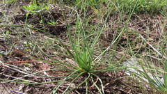 Asphodelus