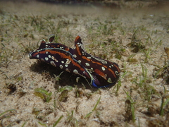 Philinopsis speciosa