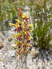 Tritoniopsis parviflora
