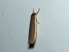 Palaeosia bicosta