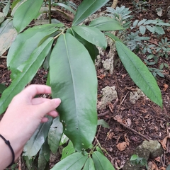 Diospyros blancoi