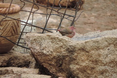 Lagonosticta senegala