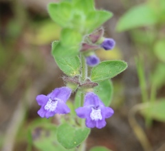 Scutellaria drummondii