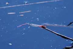 Xanthagrion erythroneurum