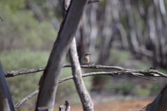 Pachycephala inornata