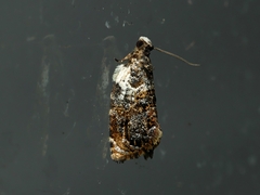 Acroceuthes metaxanthana