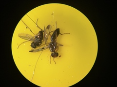 Opomyzidae