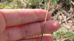 Asphodelus