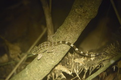 Cyrtodactylus
