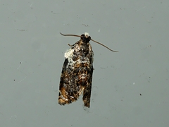 Acroceuthes metaxanthana