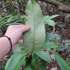 Diospyros blancoi