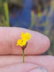 Xyris juncea