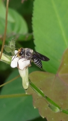 Megachilini
