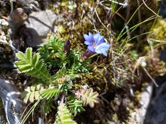 Gentiana arisanensis