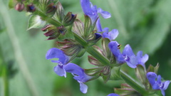 Salvia verbenaca