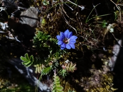 Gentiana arisanensis