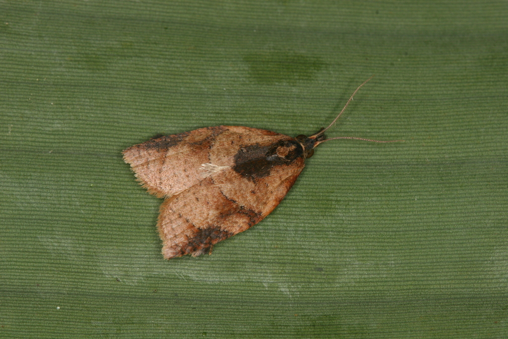 Amorbia osmotris