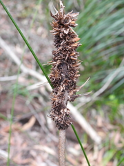 Xanthorrhoea macronema