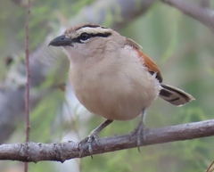Tchagra australis