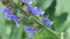 Salvia verbenaca