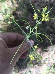 Sisymbrium altissimum