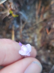 Utricularia lateriflora