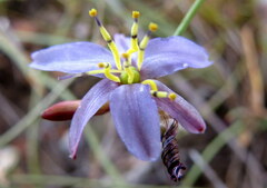 Caesia contorta
