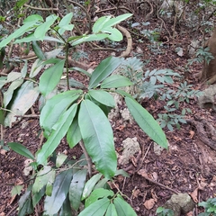 Diospyros blancoi