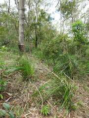 Xanthorrhoea macronema