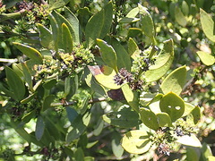 Phytoplasma